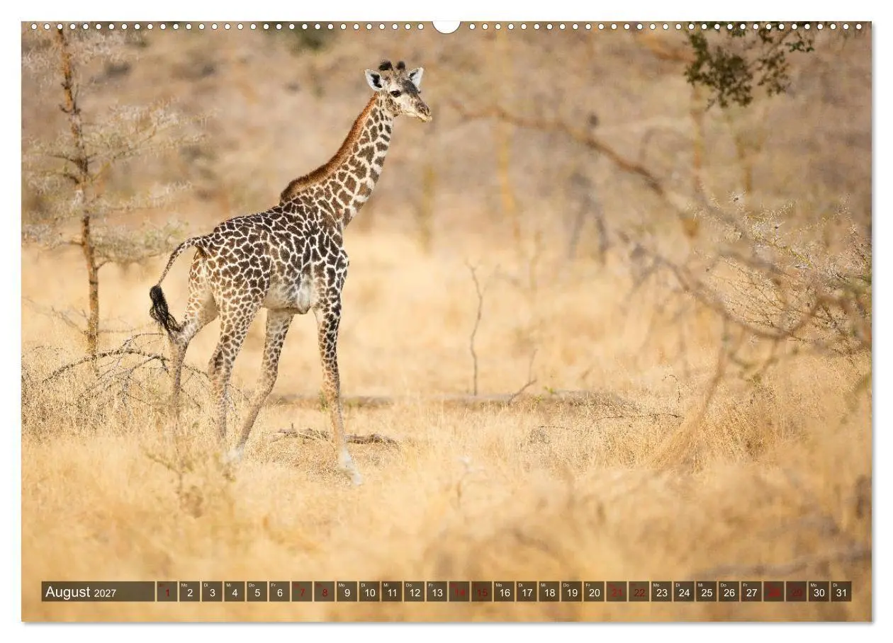 Bild: 9783569840195 | Safari in Tansania (Wandkalender 2027 DIN A2 quer), CALVENDO...