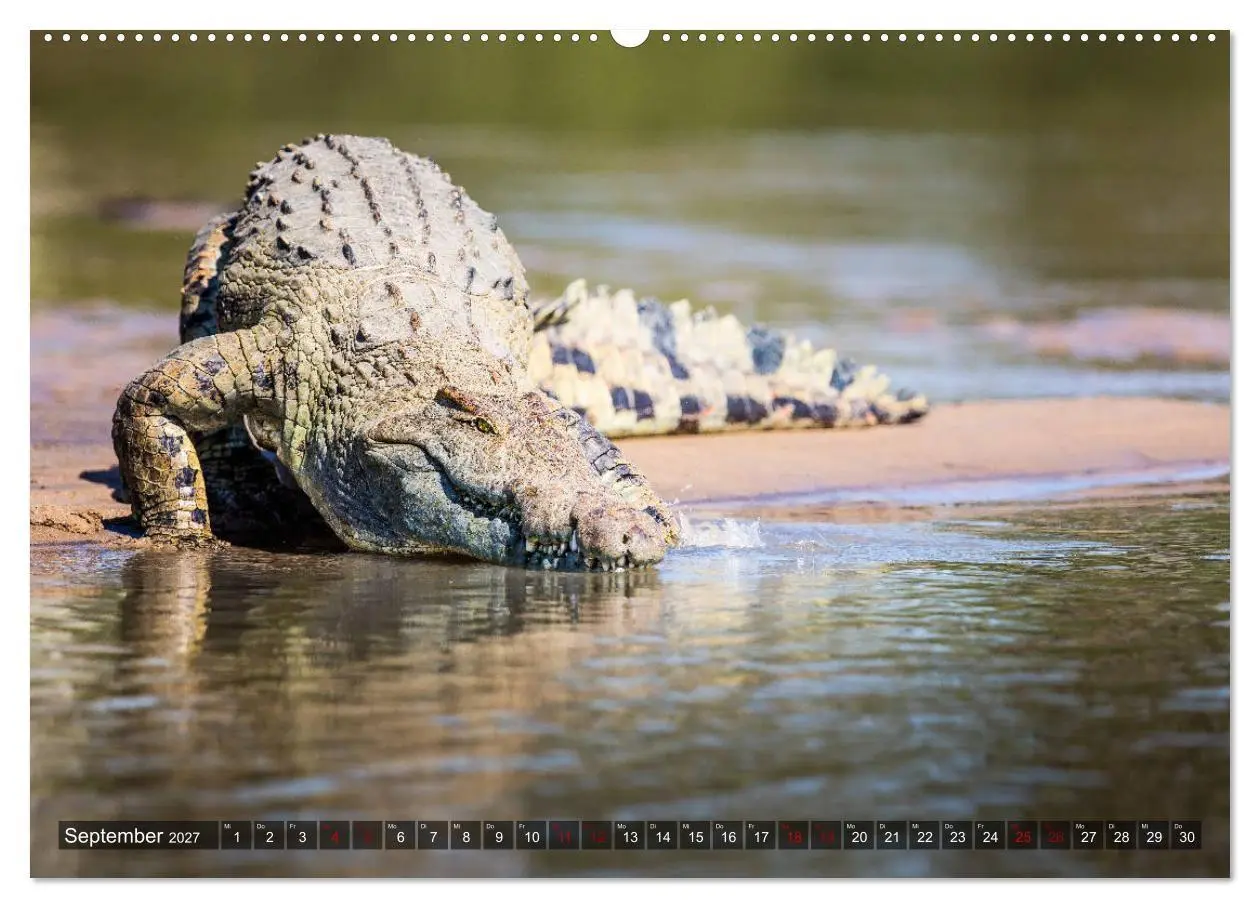 Bild: 9783569840195 | Safari in Tansania (Wandkalender 2027 DIN A2 quer), CALVENDO...