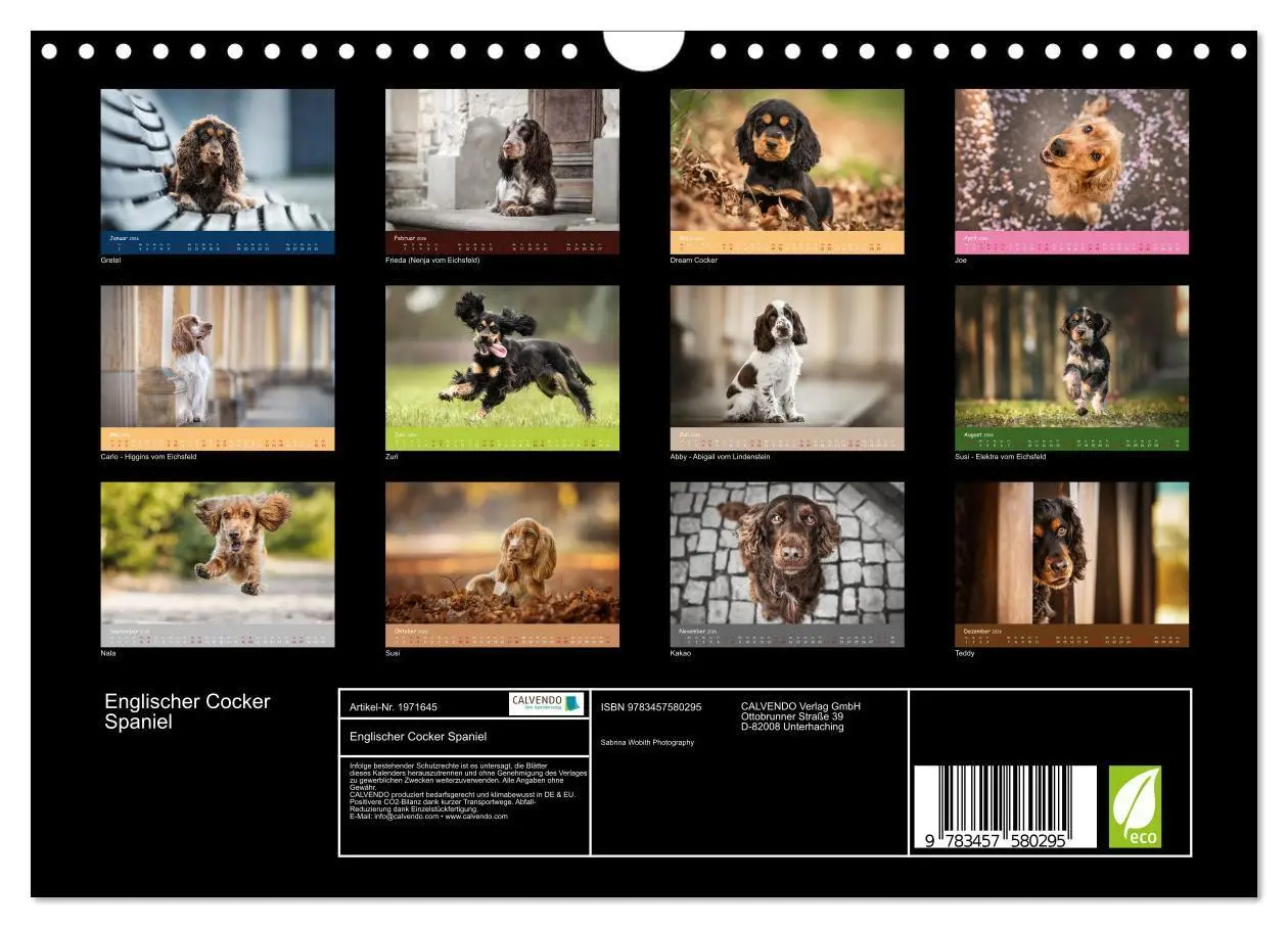Bild: 9783457580295 | Englischer Cocker Spaniel (Wandkalender 2026 DIN A4 quer), CALVENDO...