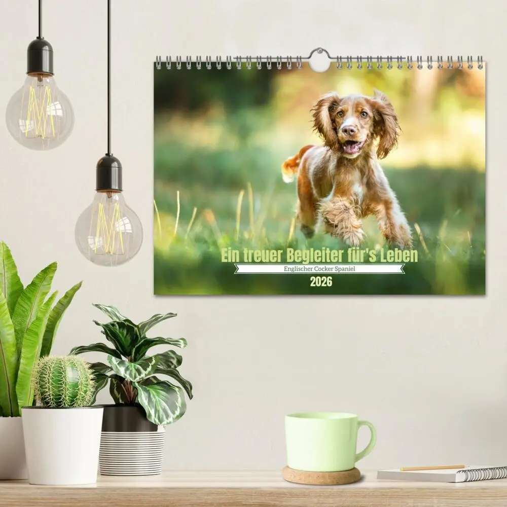 Bild: 9783457580295 | Englischer Cocker Spaniel (Wandkalender 2026 DIN A4 quer), CALVENDO...