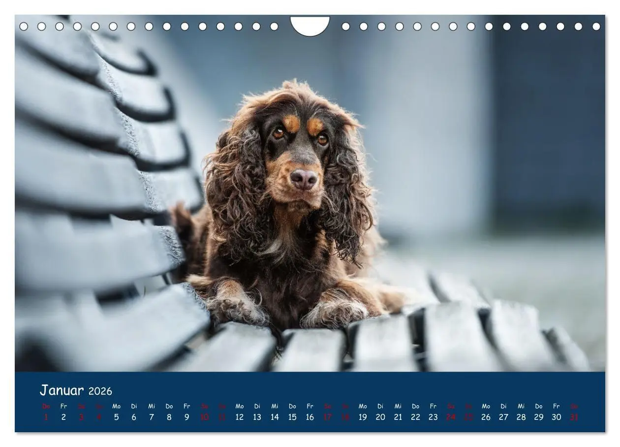 Bild: 9783457580295 | Englischer Cocker Spaniel (Wandkalender 2026 DIN A4 quer), CALVENDO...