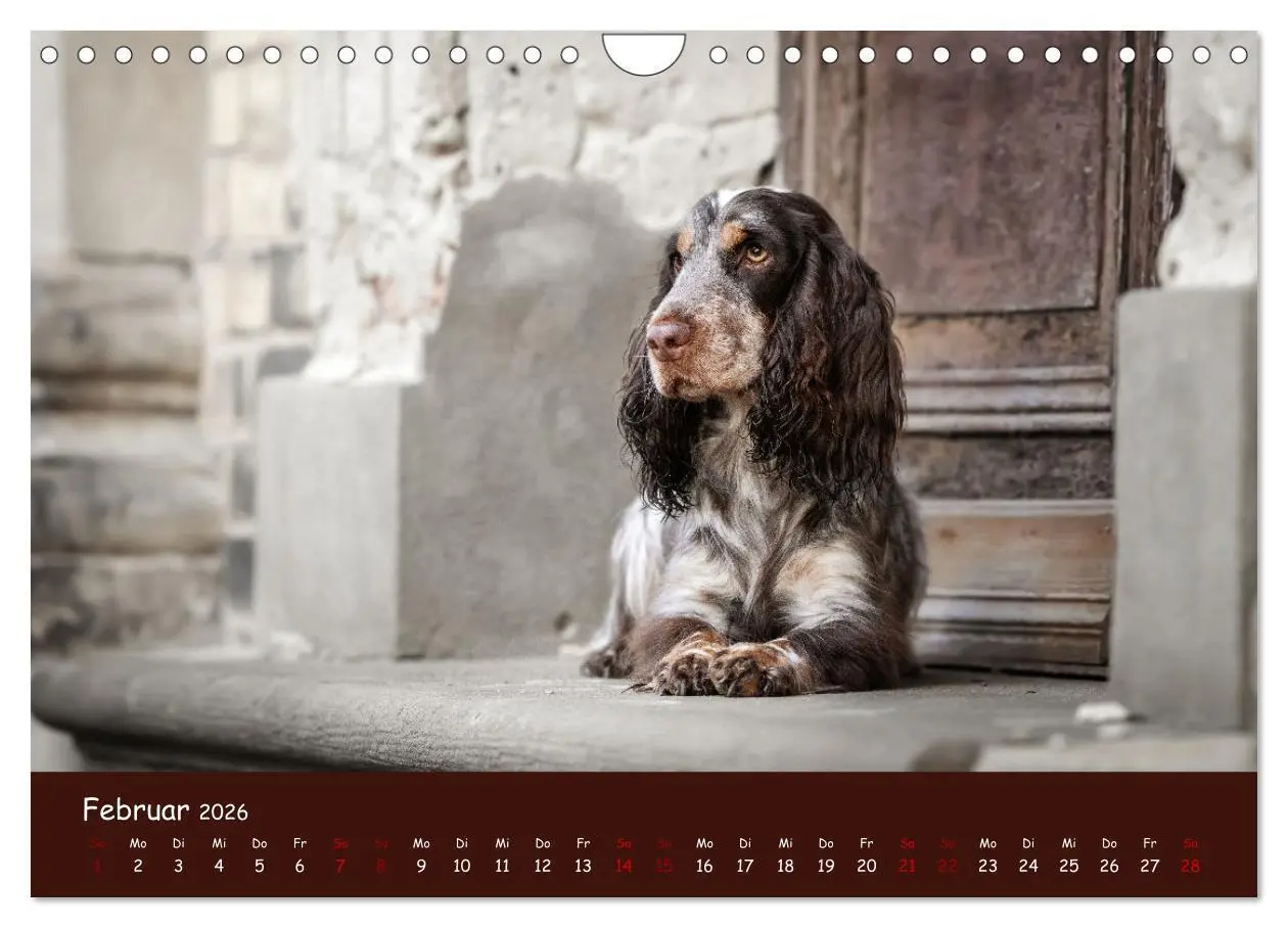 Bild: 9783457580295 | Englischer Cocker Spaniel (Wandkalender 2026 DIN A4 quer), CALVENDO...