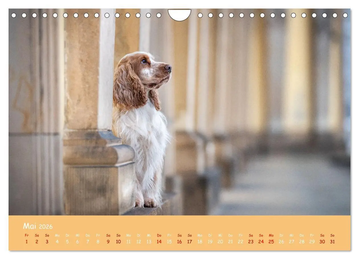 Bild: 9783457580295 | Englischer Cocker Spaniel (Wandkalender 2026 DIN A4 quer), CALVENDO...