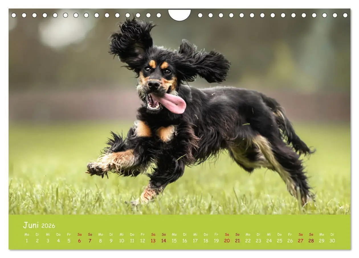 Bild: 9783457580295 | Englischer Cocker Spaniel (Wandkalender 2026 DIN A4 quer), CALVENDO...