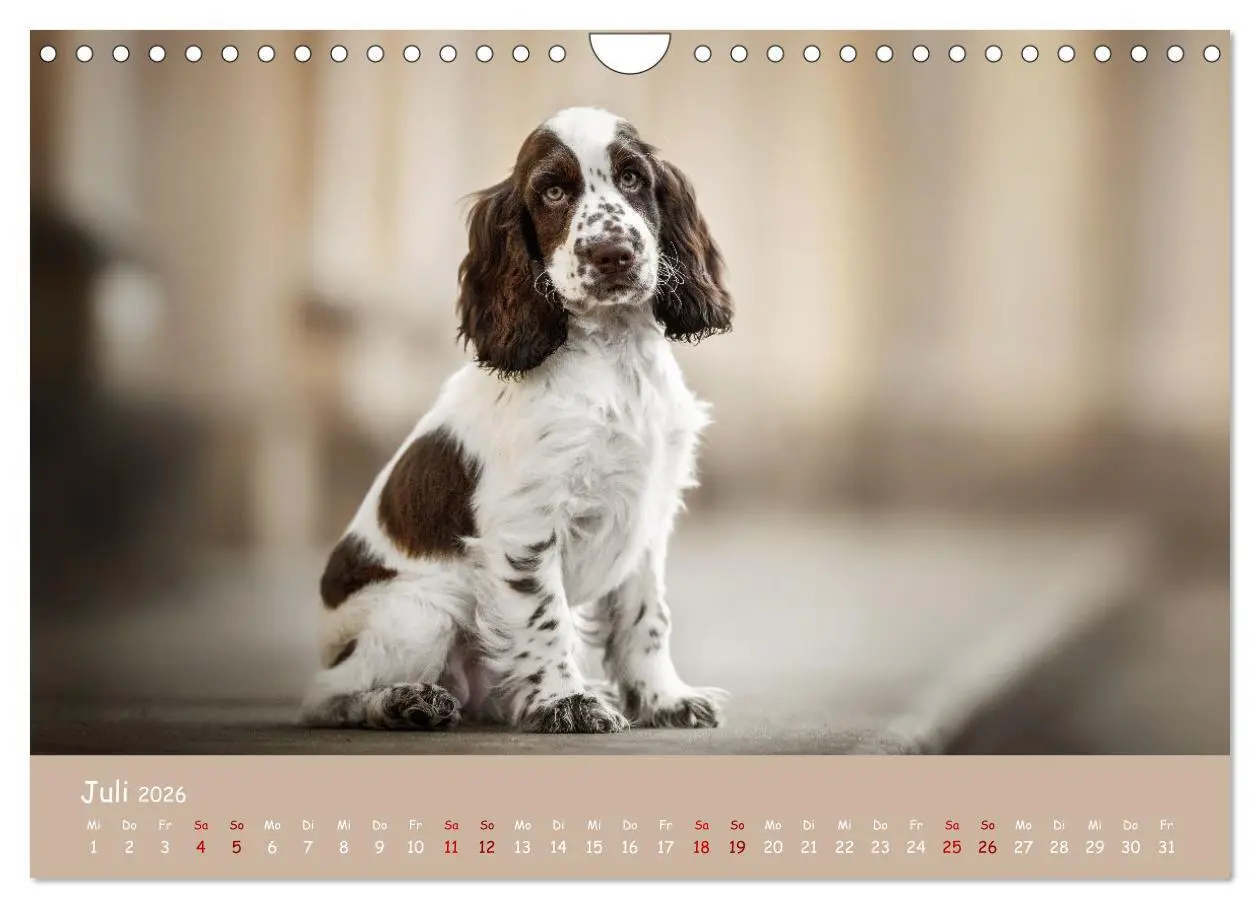 Bild: 9783457580295 | Englischer Cocker Spaniel (Wandkalender 2026 DIN A4 quer), CALVENDO...