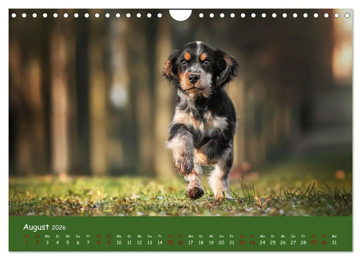 Bild: 9783457580295 | Englischer Cocker Spaniel (Wandkalender 2026 DIN A4 quer), CALVENDO...