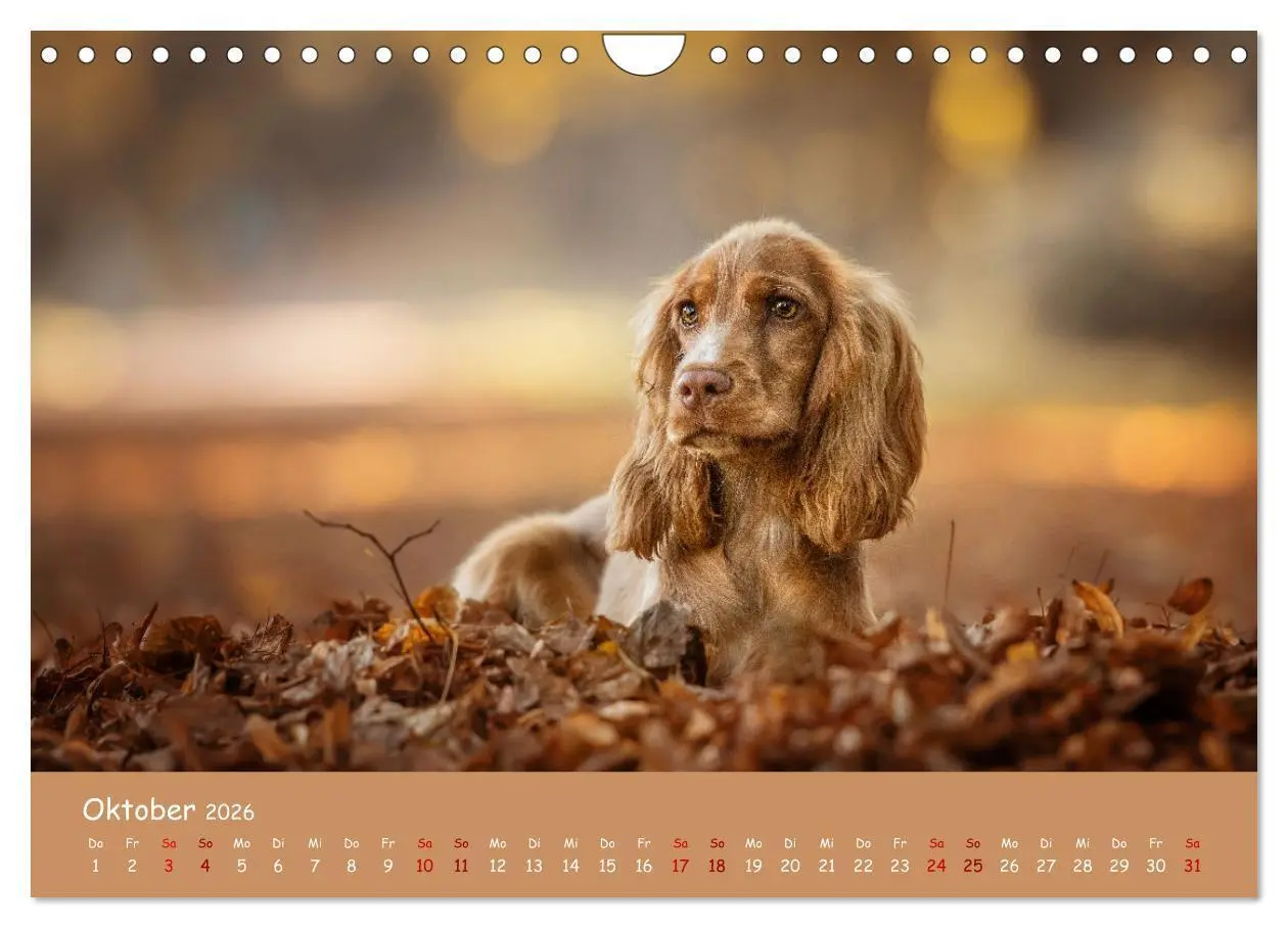 Bild: 9783457580295 | Englischer Cocker Spaniel (Wandkalender 2026 DIN A4 quer), CALVENDO...