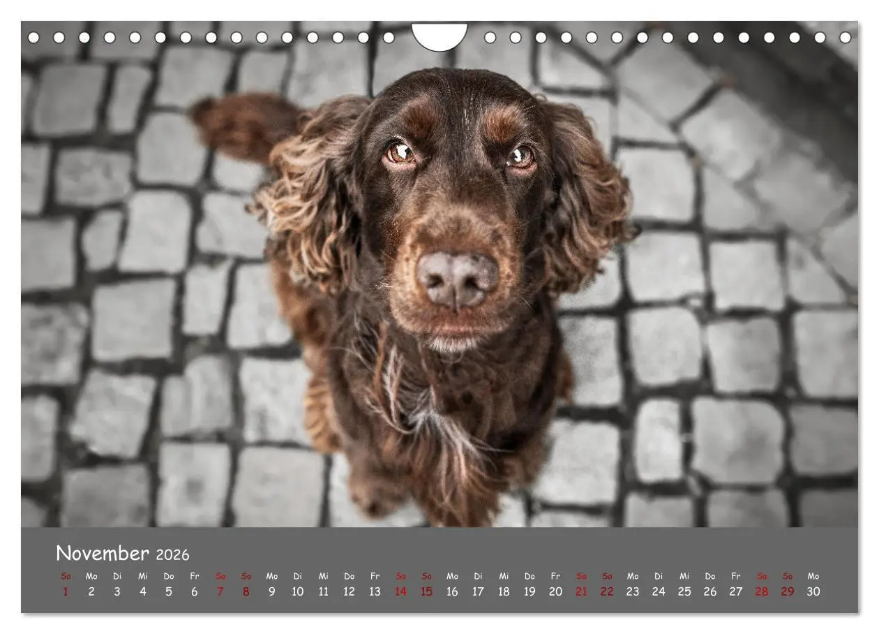 Bild: 9783457580295 | Englischer Cocker Spaniel (Wandkalender 2026 DIN A4 quer), CALVENDO...