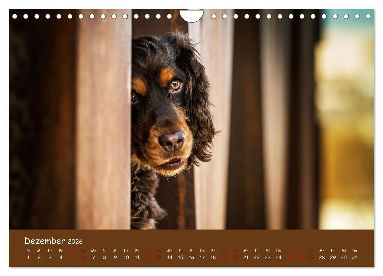 Bild: 9783457580295 | Englischer Cocker Spaniel (Wandkalender 2026 DIN A4 quer), CALVENDO...