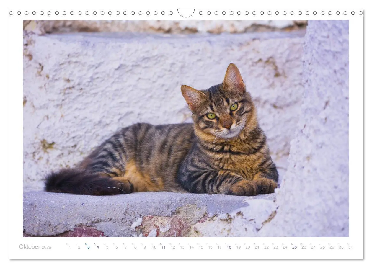 Bild: 9783457570395 | Inselkatzen (Wandkalender 2026 DIN A3 quer), CALVENDO Monatskalender