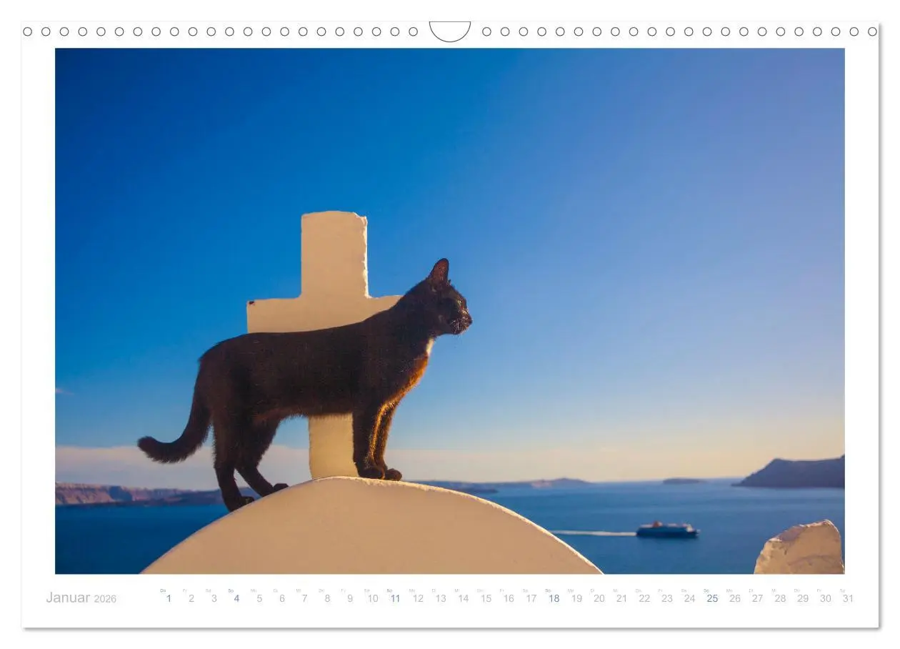 Bild: 9783457570395 | Inselkatzen (Wandkalender 2026 DIN A3 quer), CALVENDO Monatskalender
