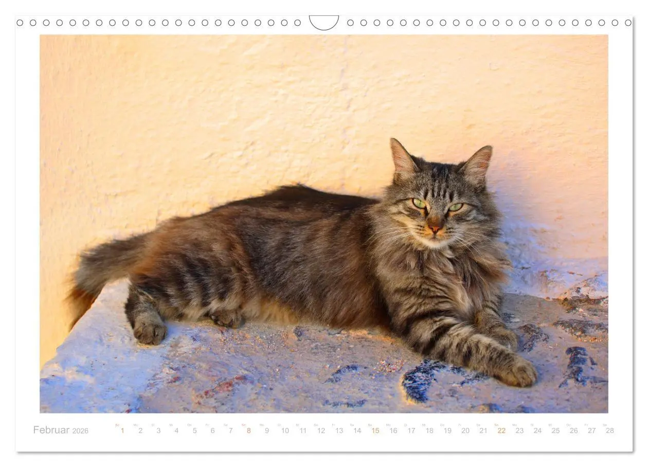 Bild: 9783457570395 | Inselkatzen (Wandkalender 2026 DIN A3 quer), CALVENDO Monatskalender