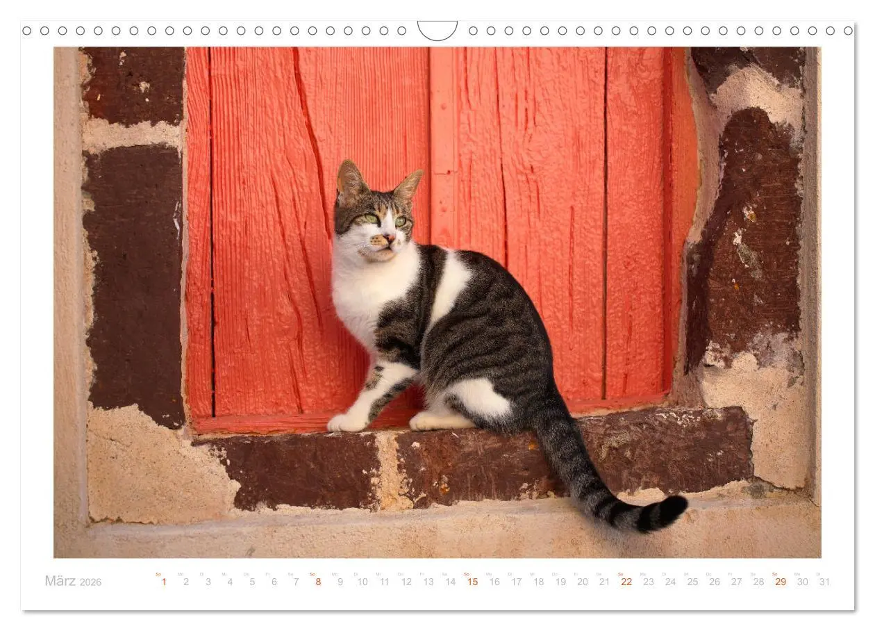 Bild: 9783457570395 | Inselkatzen (Wandkalender 2026 DIN A3 quer), CALVENDO Monatskalender