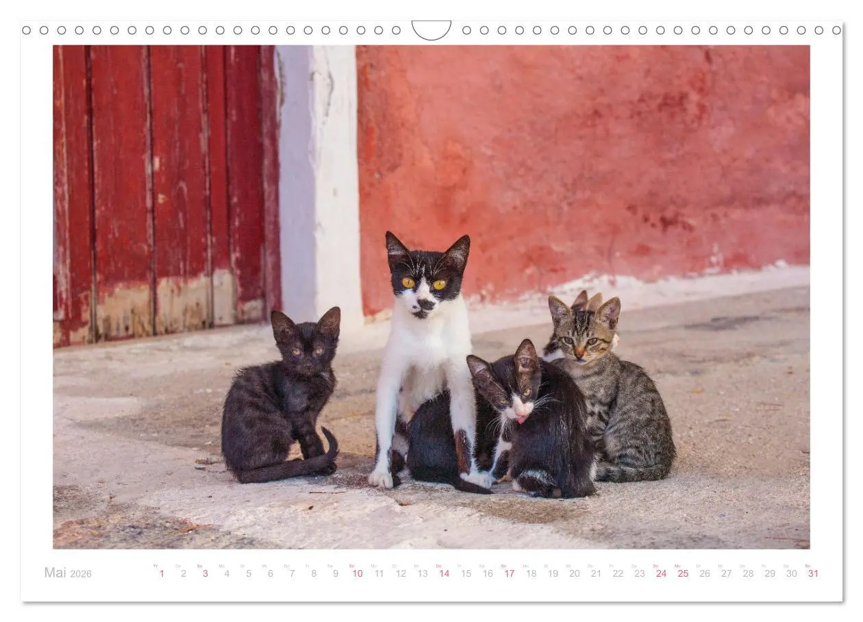 Bild: 9783457570395 | Inselkatzen (Wandkalender 2026 DIN A3 quer), CALVENDO Monatskalender