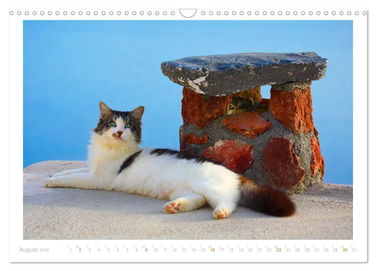 Bild: 9783457570395 | Inselkatzen (Wandkalender 2026 DIN A3 quer), CALVENDO Monatskalender
