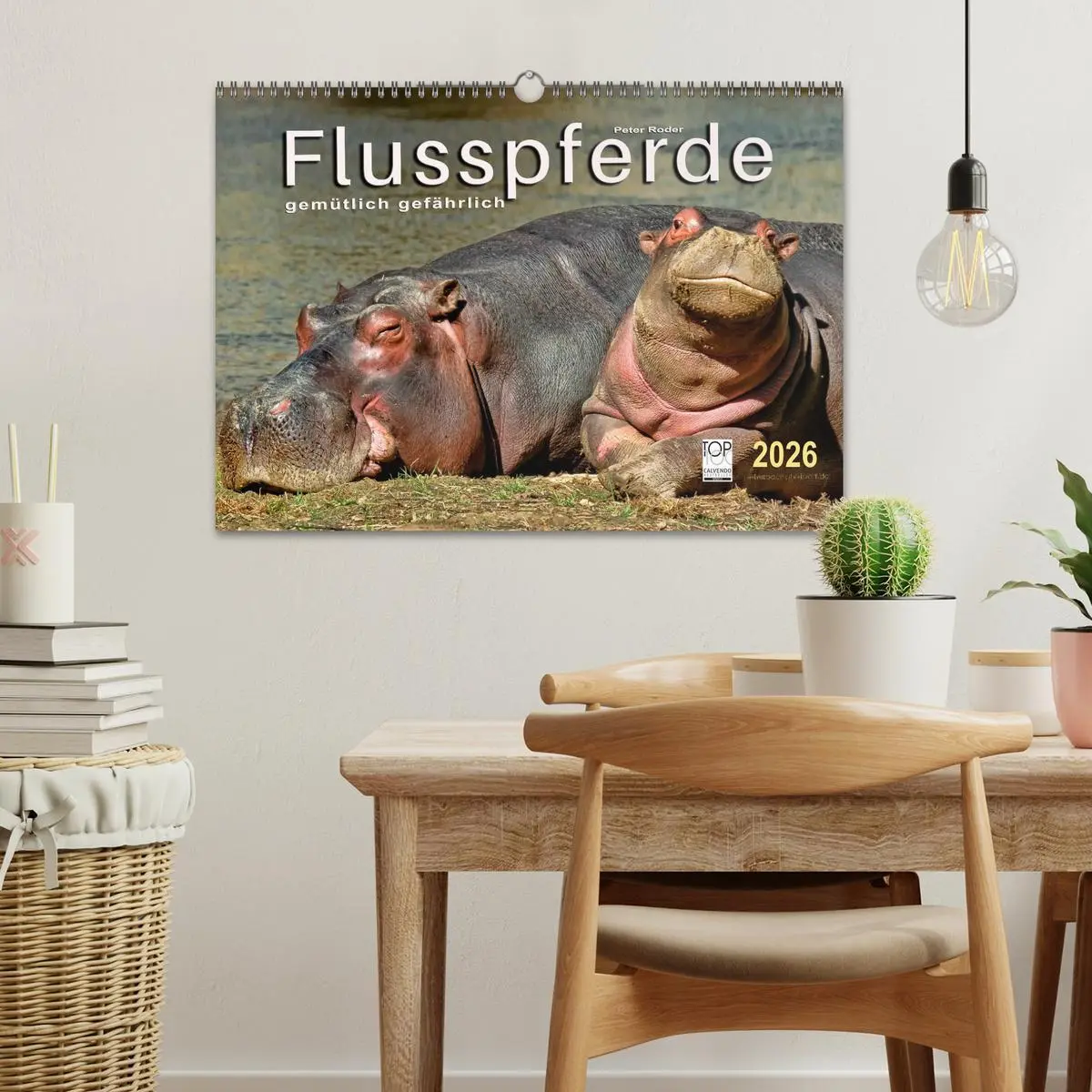 Bild: 9783457950395 | Flusspferde - gemütlich gefährlich (Wandkalender 2026 DIN A3 quer),...
