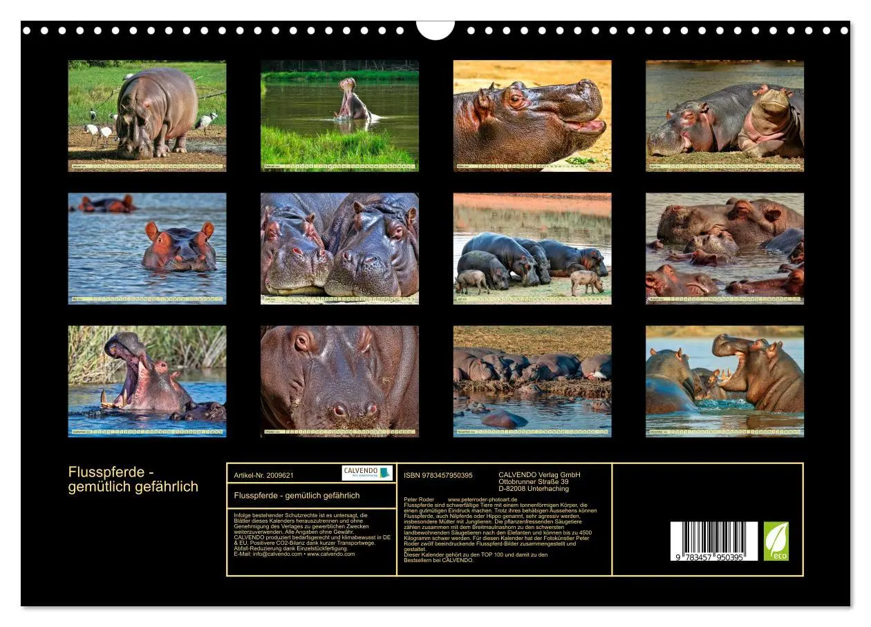 Bild: 9783457950395 | Flusspferde - gemütlich gefährlich (Wandkalender 2026 DIN A3 quer),...