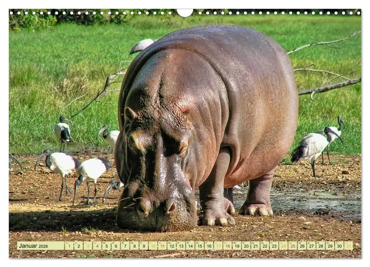 Bild: 9783457950395 | Flusspferde - gemütlich gefährlich (Wandkalender 2026 DIN A3 quer),...