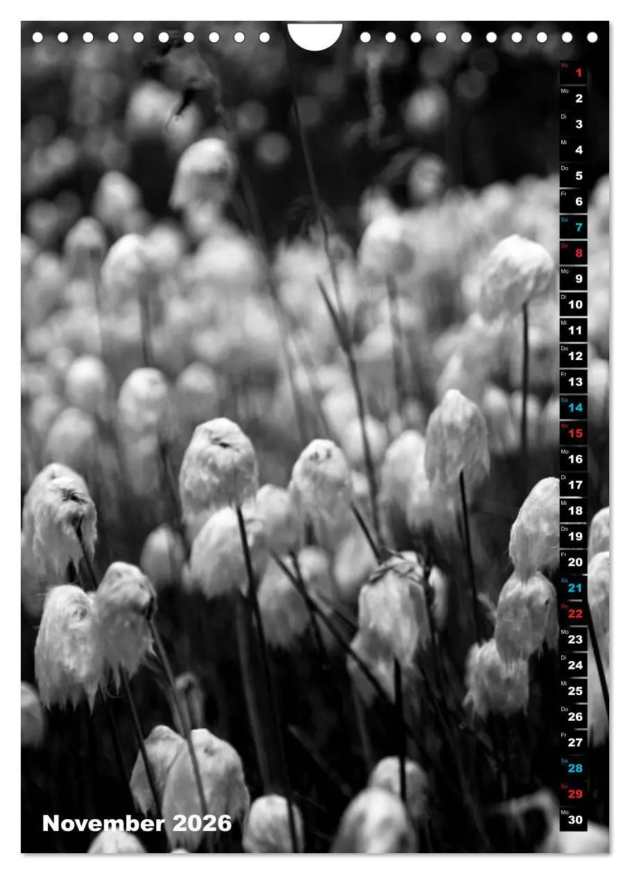 Bild: 9783516420395 | Blumige Graustufen - Schwarz und Weiß (Wandkalender 2026 DIN A4...