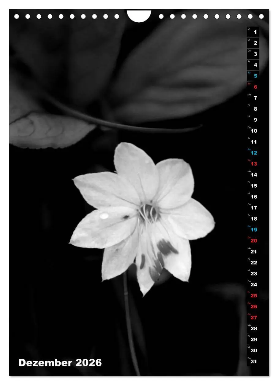 Bild: 9783516420395 | Blumige Graustufen - Schwarz und Weiß (Wandkalender 2026 DIN A4...