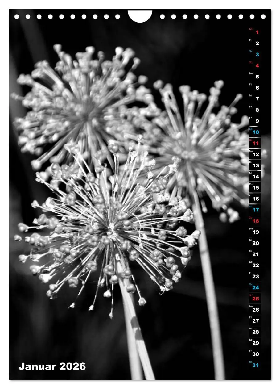 Bild: 9783516420395 | Blumige Graustufen - Schwarz und Weiß (Wandkalender 2026 DIN A4...
