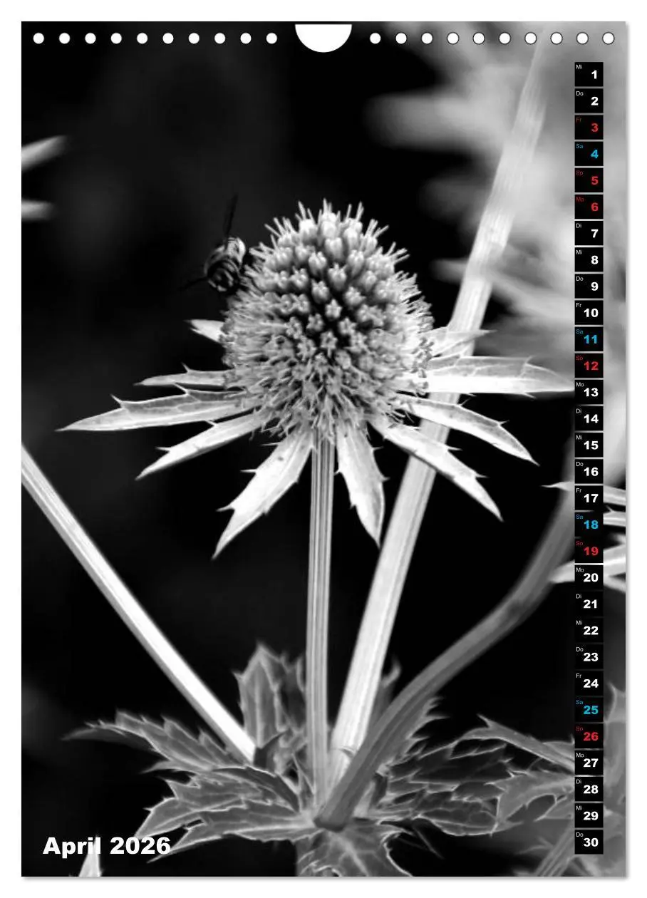 Bild: 9783516420395 | Blumige Graustufen - Schwarz und Weiß (Wandkalender 2026 DIN A4...