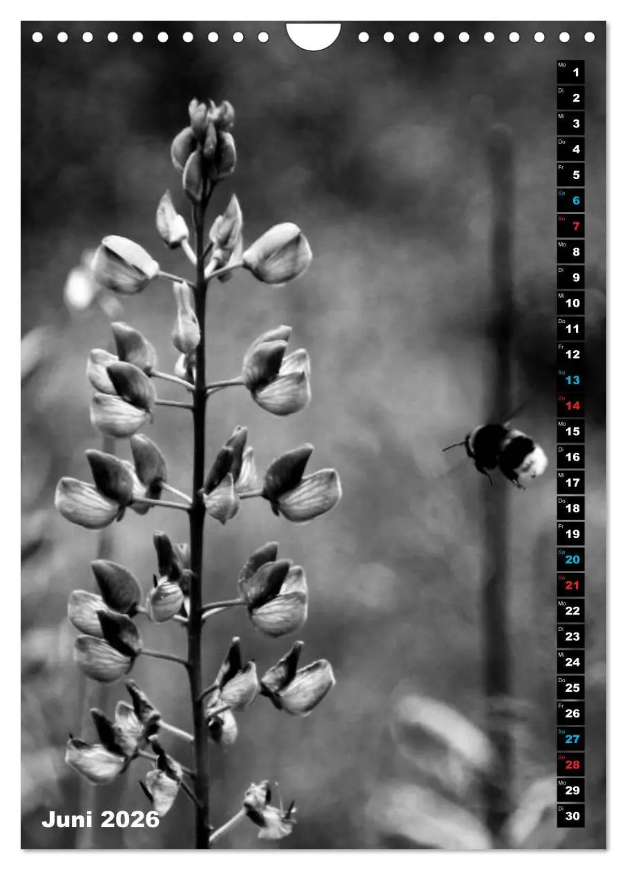 Bild: 9783516420395 | Blumige Graustufen - Schwarz und Weiß (Wandkalender 2026 DIN A4...