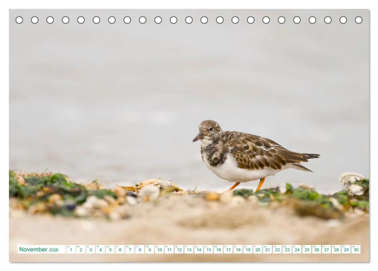 Bild: 9783457480595 | Schillig und Horumersiel - Im Wangerland unterwegs (Tischkalender...