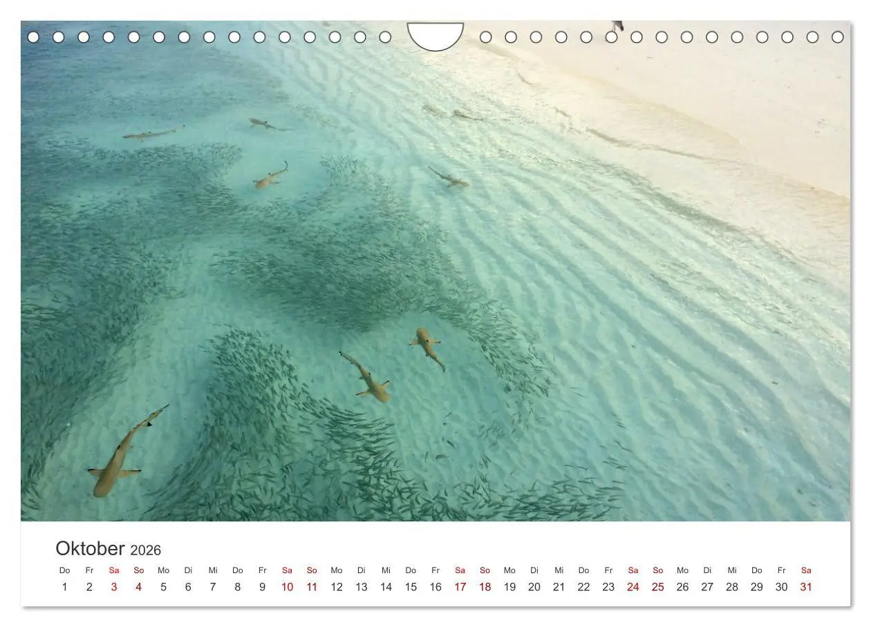 Bild: 9783457610695 | Haie - Könige der Meere. (Wandkalender 2026 DIN A4 quer), CALVENDO...