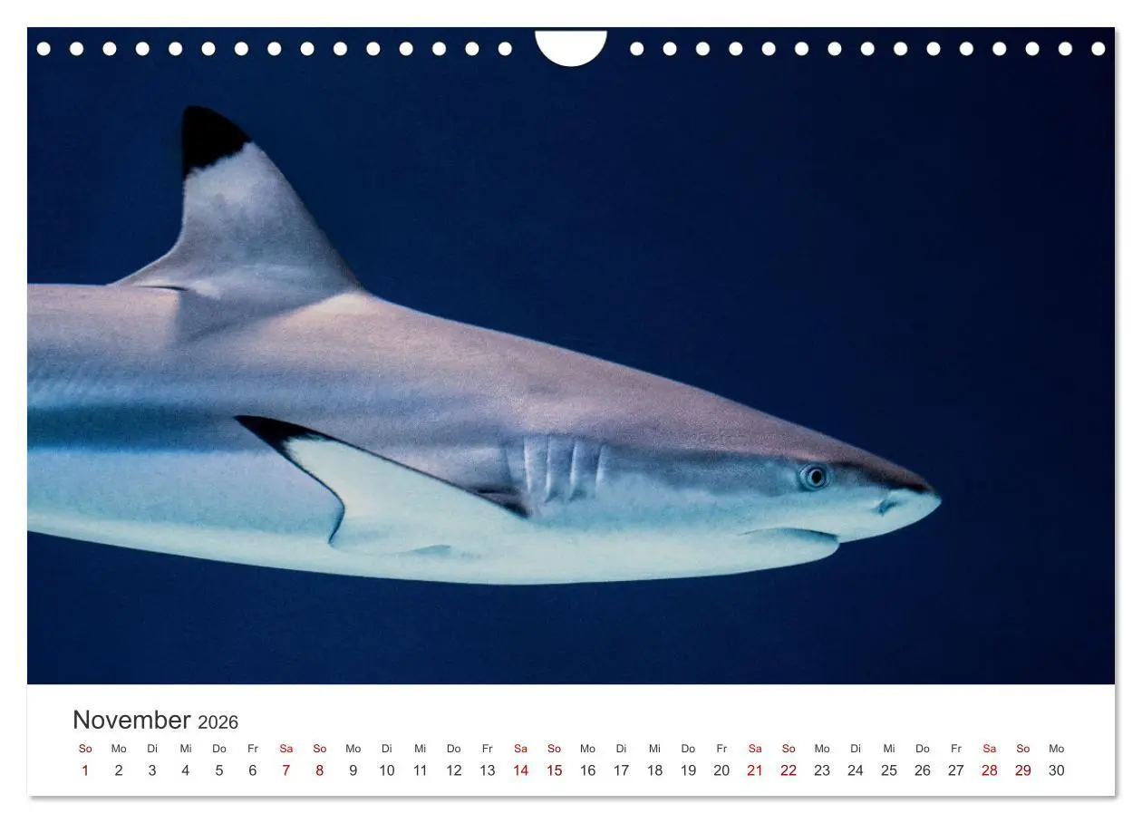 Bild: 9783457610695 | Haie - Könige der Meere. (Wandkalender 2026 DIN A4 quer), CALVENDO...