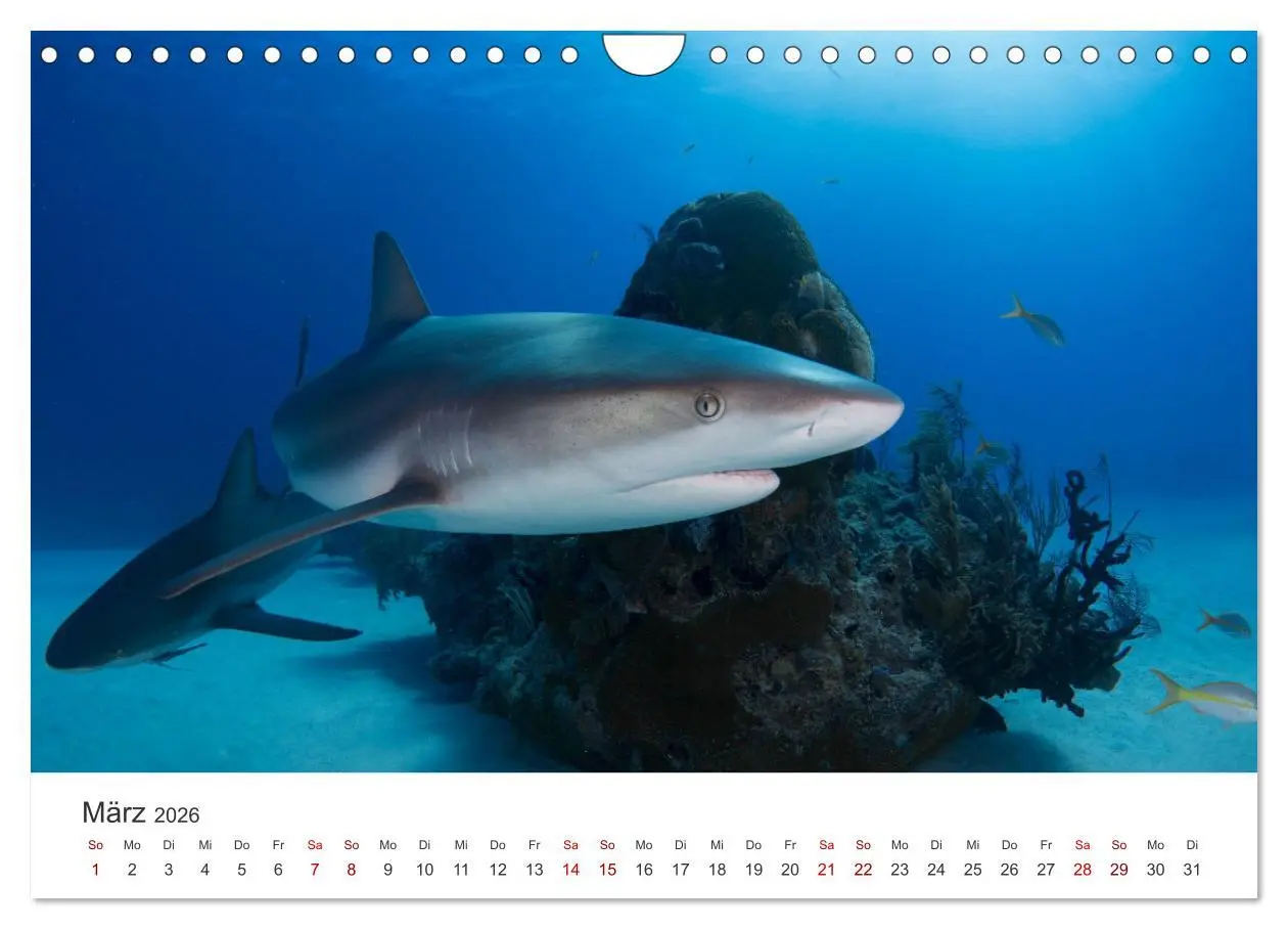 Bild: 9783457610695 | Haie - Könige der Meere. (Wandkalender 2026 DIN A4 quer), CALVENDO...