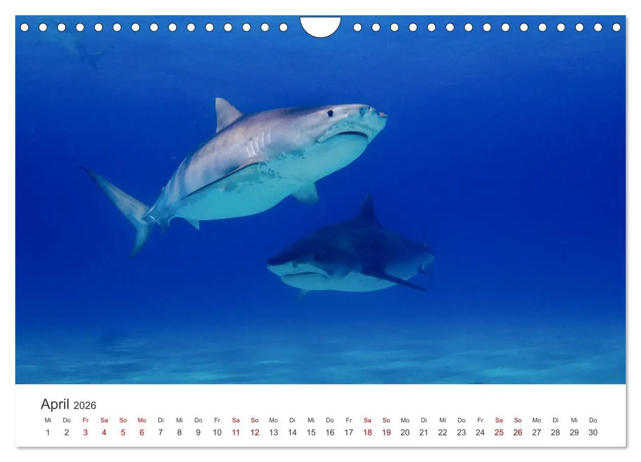 Bild: 9783457610695 | Haie - Könige der Meere. (Wandkalender 2026 DIN A4 quer), CALVENDO...