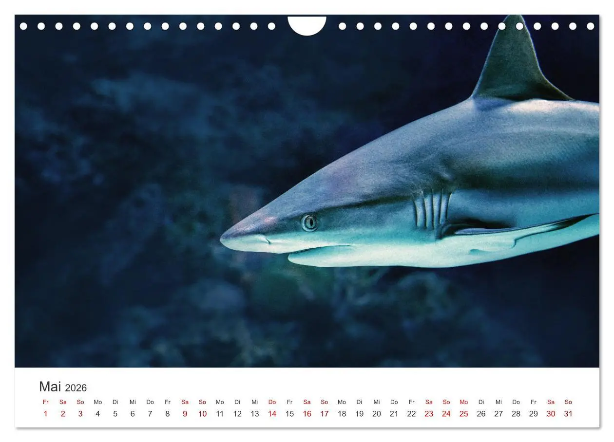 Bild: 9783457610695 | Haie - Könige der Meere. (Wandkalender 2026 DIN A4 quer), CALVENDO...