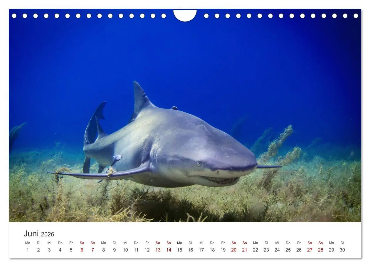 Bild: 9783457610695 | Haie - Könige der Meere. (Wandkalender 2026 DIN A4 quer), CALVENDO...