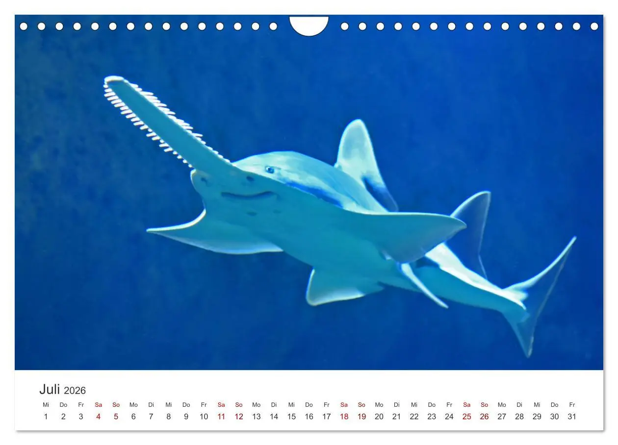 Bild: 9783457610695 | Haie - Könige der Meere. (Wandkalender 2026 DIN A4 quer), CALVENDO...
