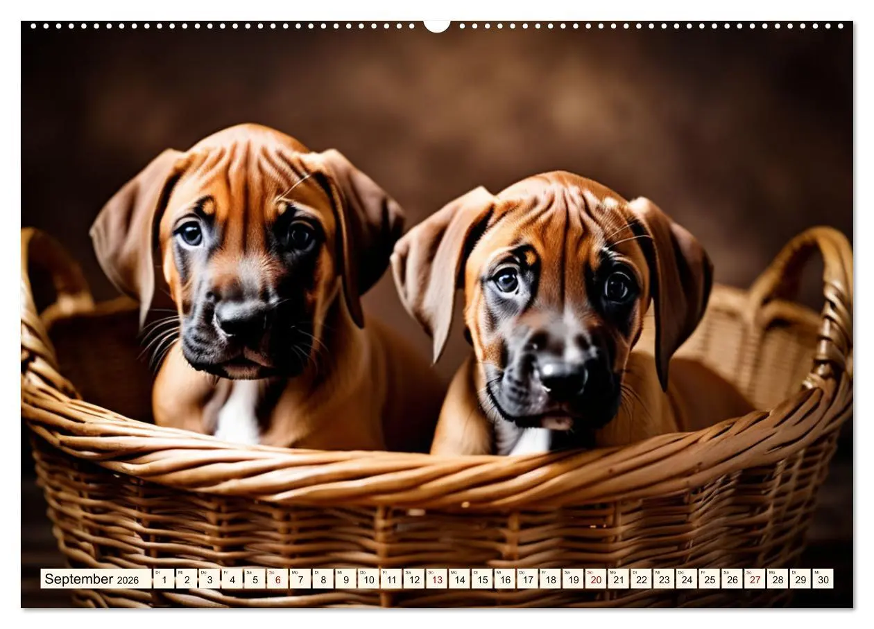 Bild: 9783457390795 | Rhodesian Ridgeback - Athlet mit Rückenkamm (Wandkalender 2026 DIN...