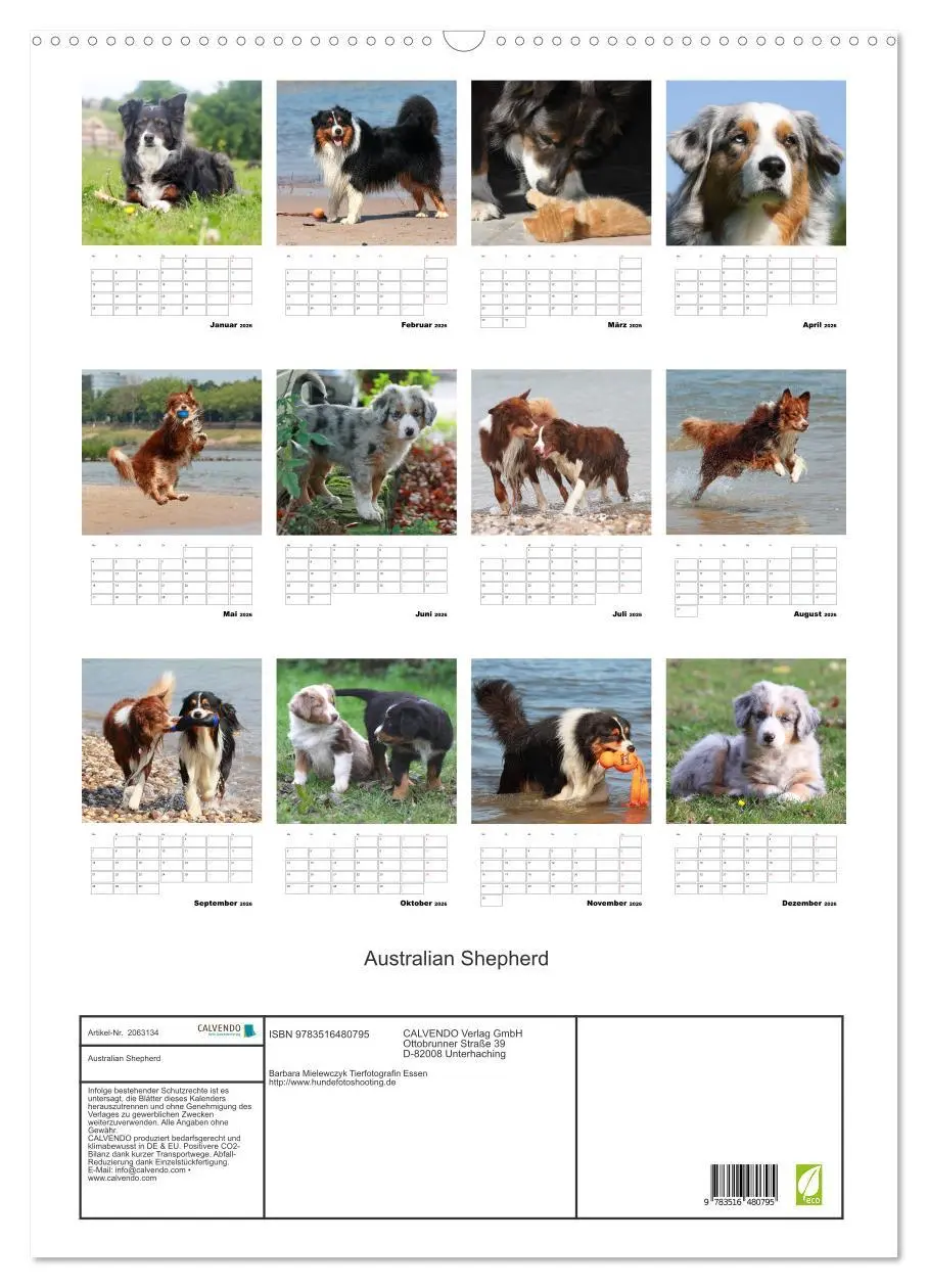 Bild: 9783516480795 | Australian Shepherd (Wandkalender 2026 DIN A2 hoch), CALVENDO...