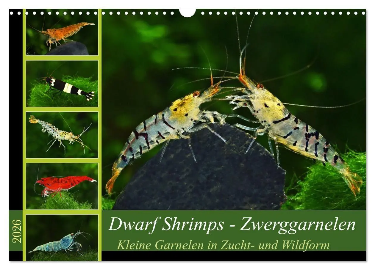 Cover: 9783457380895 | Dwarf Shrimps - Zwerggarnelen (Wandkalender 2026 DIN A3 quer),...