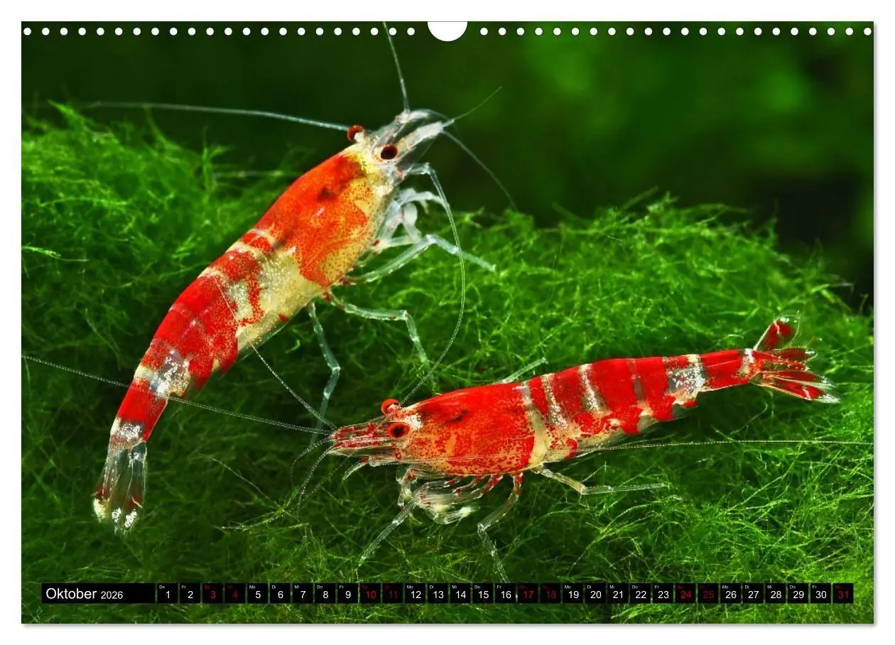 Bild: 9783457380895 | Dwarf Shrimps - Zwerggarnelen (Wandkalender 2026 DIN A3 quer),...