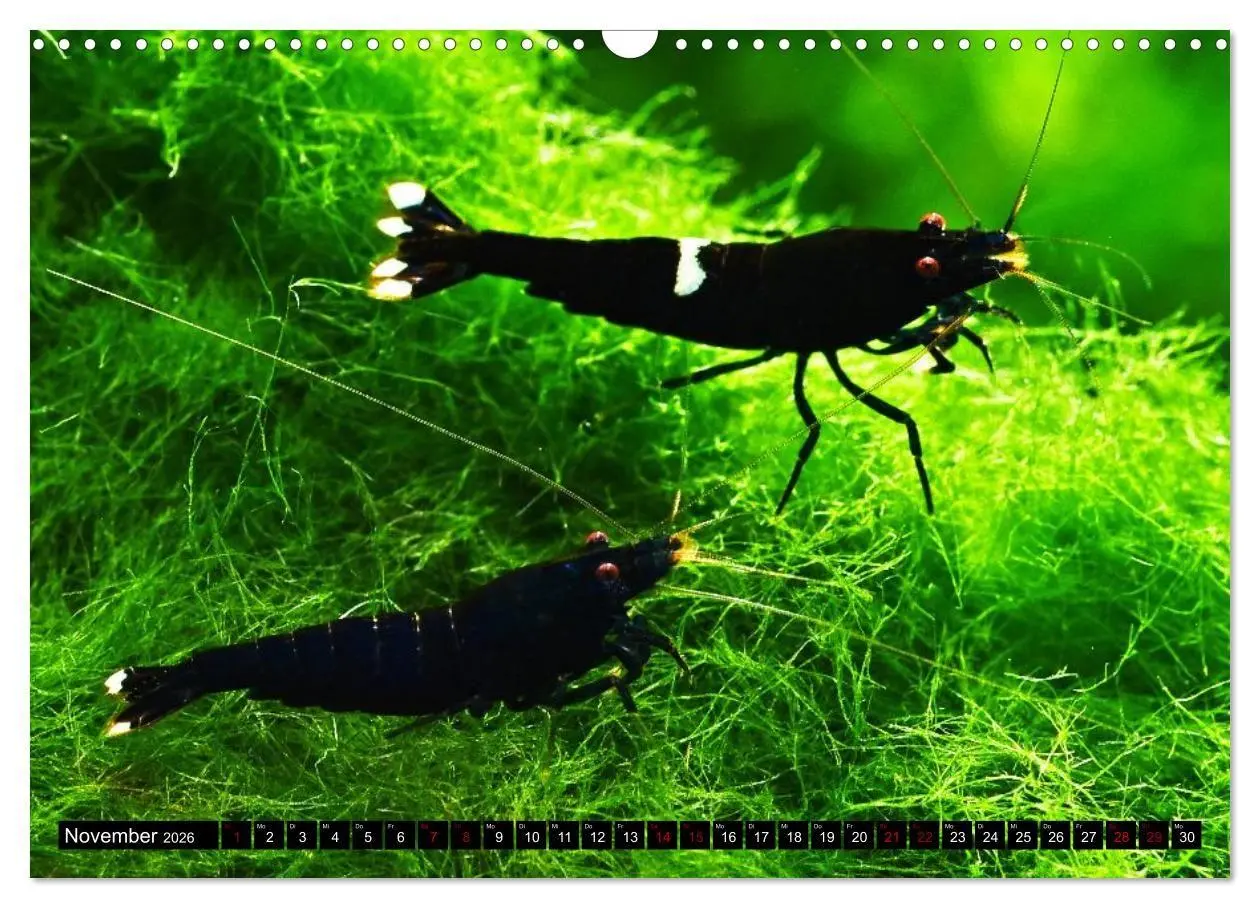 Bild: 9783457380895 | Dwarf Shrimps - Zwerggarnelen (Wandkalender 2026 DIN A3 quer),...