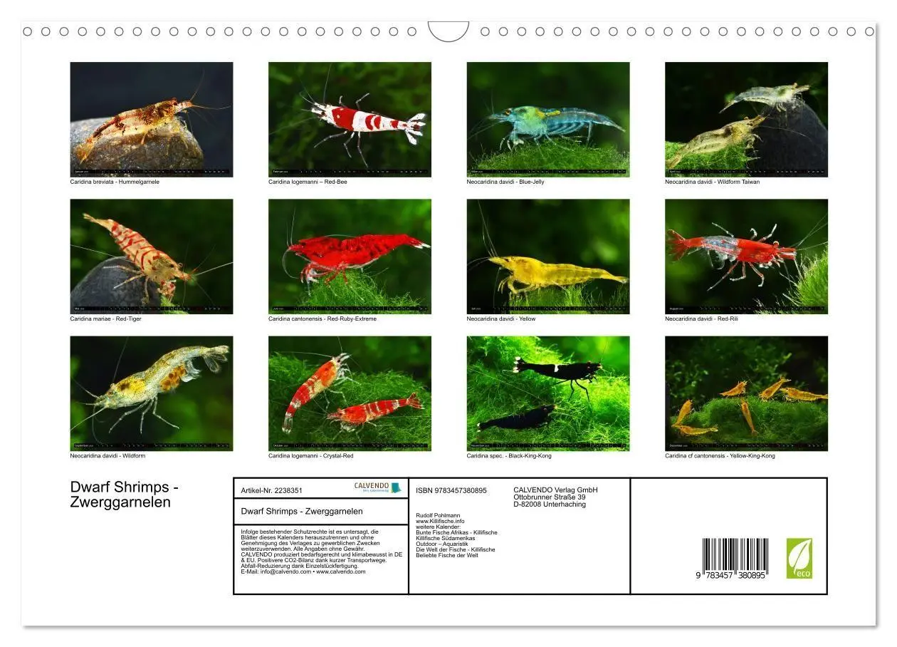 Bild: 9783457380895 | Dwarf Shrimps - Zwerggarnelen (Wandkalender 2026 DIN A3 quer),...