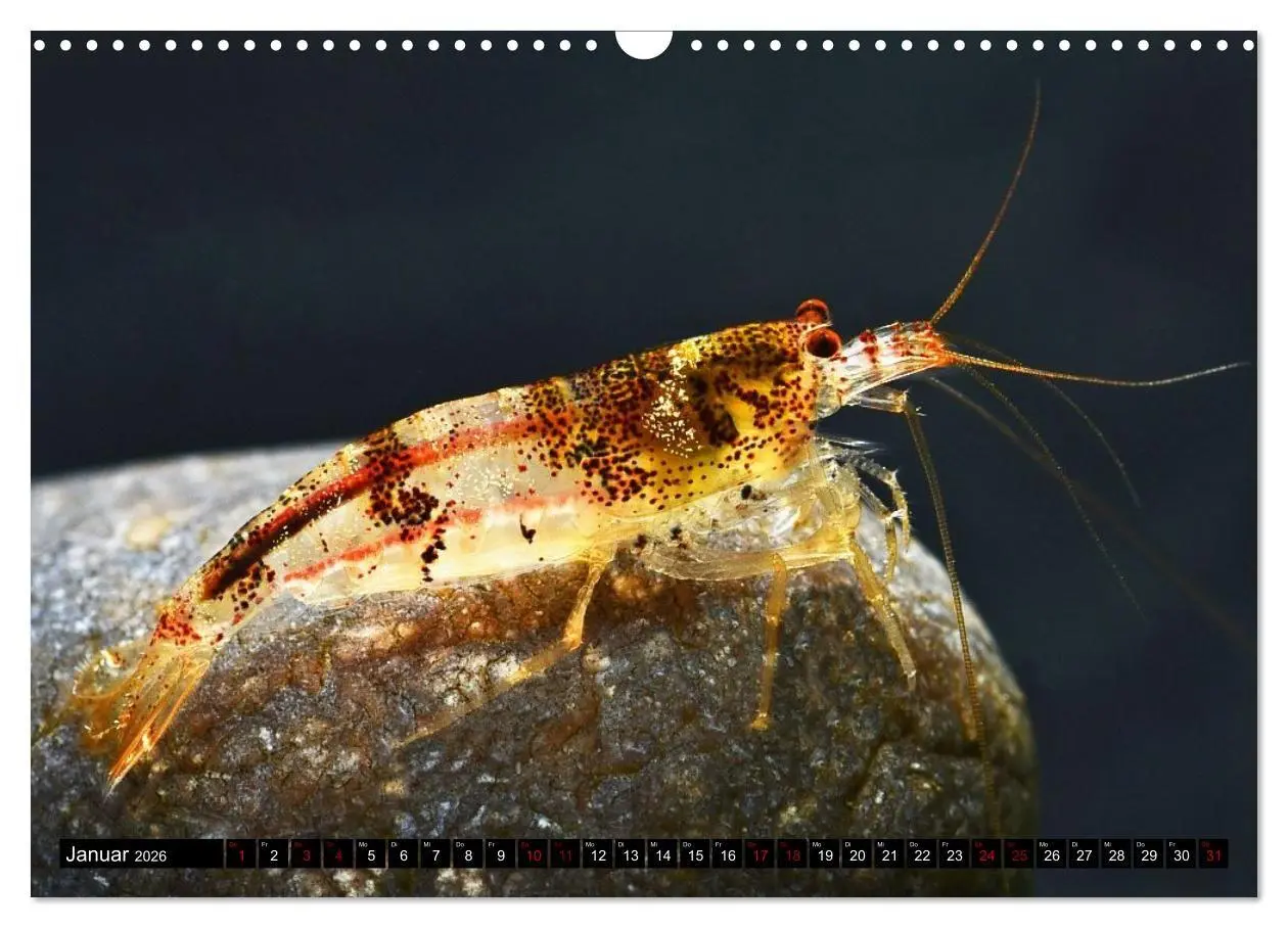 Bild: 9783457380895 | Dwarf Shrimps - Zwerggarnelen (Wandkalender 2026 DIN A3 quer),...