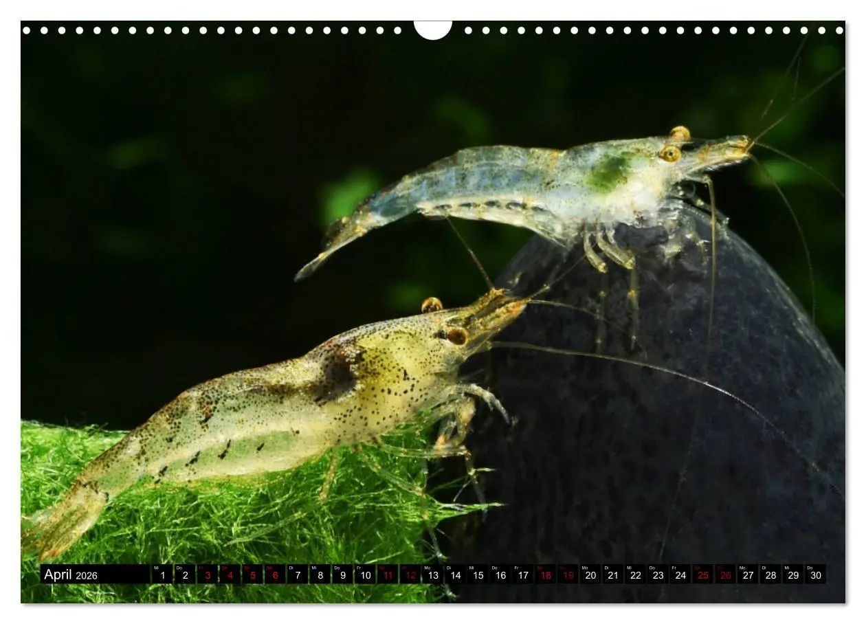 Bild: 9783457380895 | Dwarf Shrimps - Zwerggarnelen (Wandkalender 2026 DIN A3 quer),...