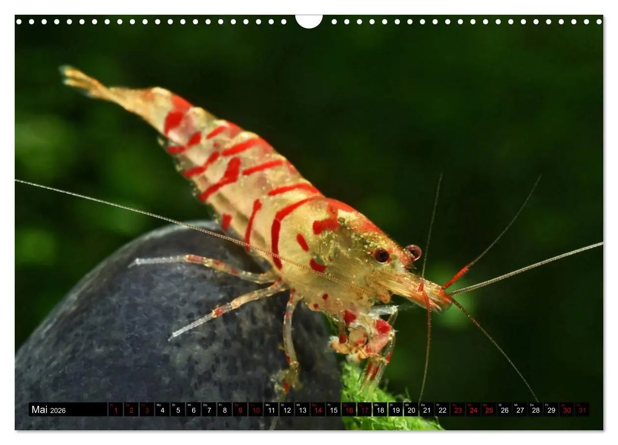 Bild: 9783457380895 | Dwarf Shrimps - Zwerggarnelen (Wandkalender 2026 DIN A3 quer),...