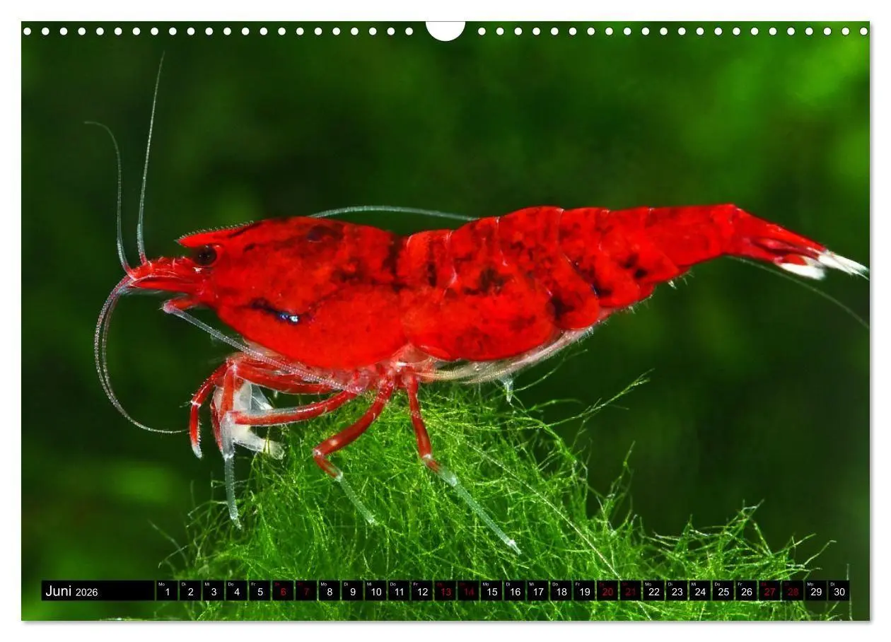 Bild: 9783457380895 | Dwarf Shrimps - Zwerggarnelen (Wandkalender 2026 DIN A3 quer),...