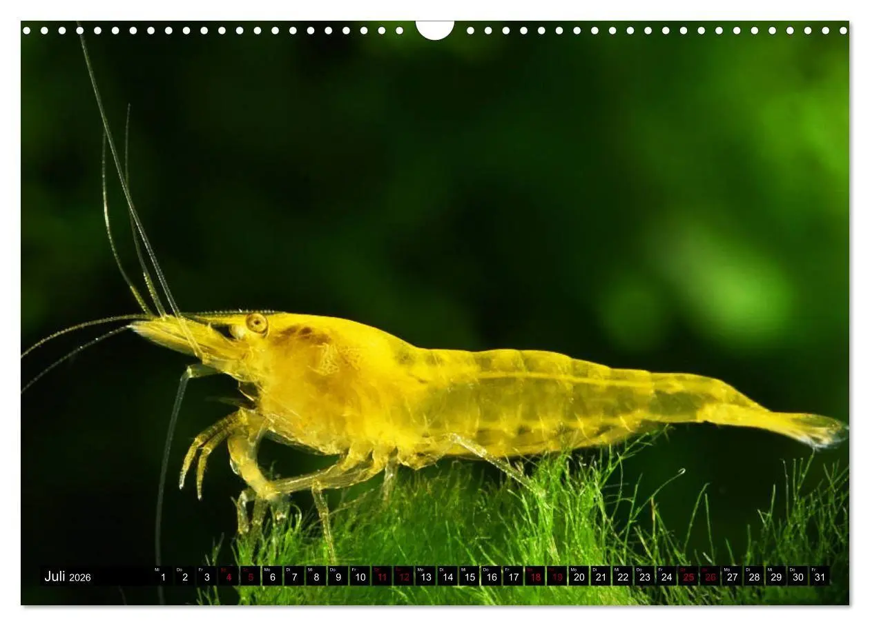 Bild: 9783457380895 | Dwarf Shrimps - Zwerggarnelen (Wandkalender 2026 DIN A3 quer),...