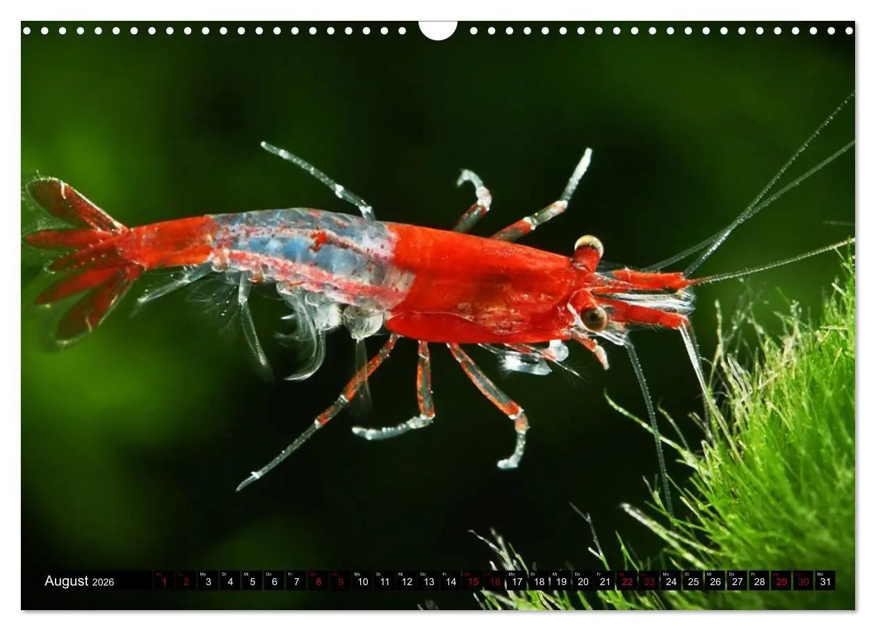 Bild: 9783457380895 | Dwarf Shrimps - Zwerggarnelen (Wandkalender 2026 DIN A3 quer),...