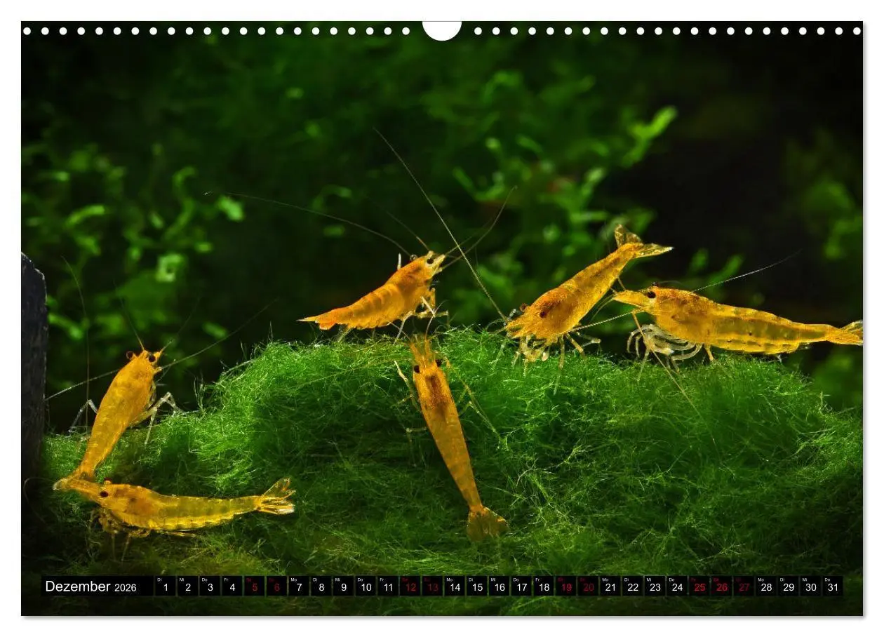 Bild: 9783457380895 | Dwarf Shrimps - Zwerggarnelen (Wandkalender 2026 DIN A3 quer),...