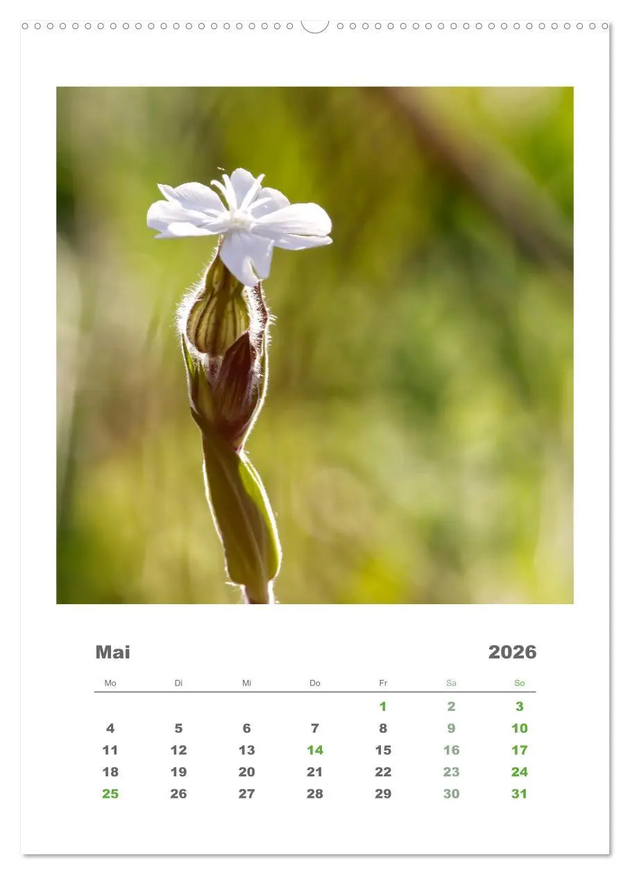 Bild: 9783516351095 | Minimalistisch, Gräser, Blüten, Blätter und Zweige im Fokus...