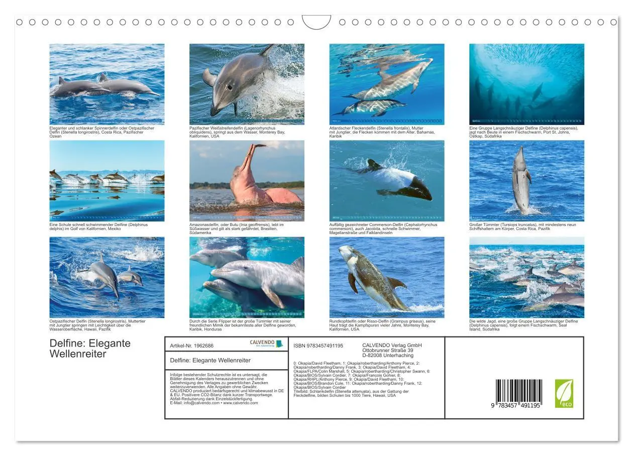 Bild: 9783457491195 | Delfine: Elegante Wellenreiter (Wandkalender 2026 DIN A3 quer),...
